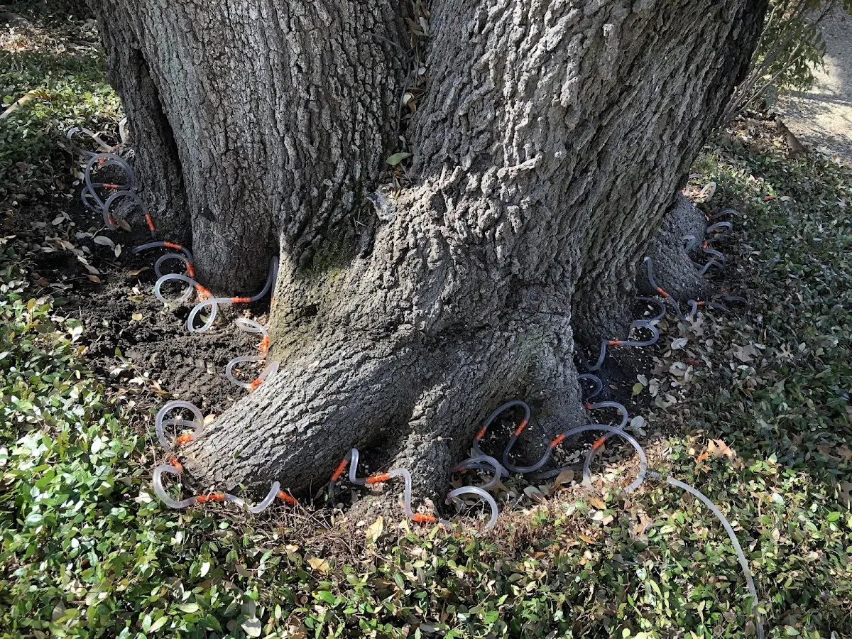 Detailed Tree Cabling and Bracing job site in Peach Bottom