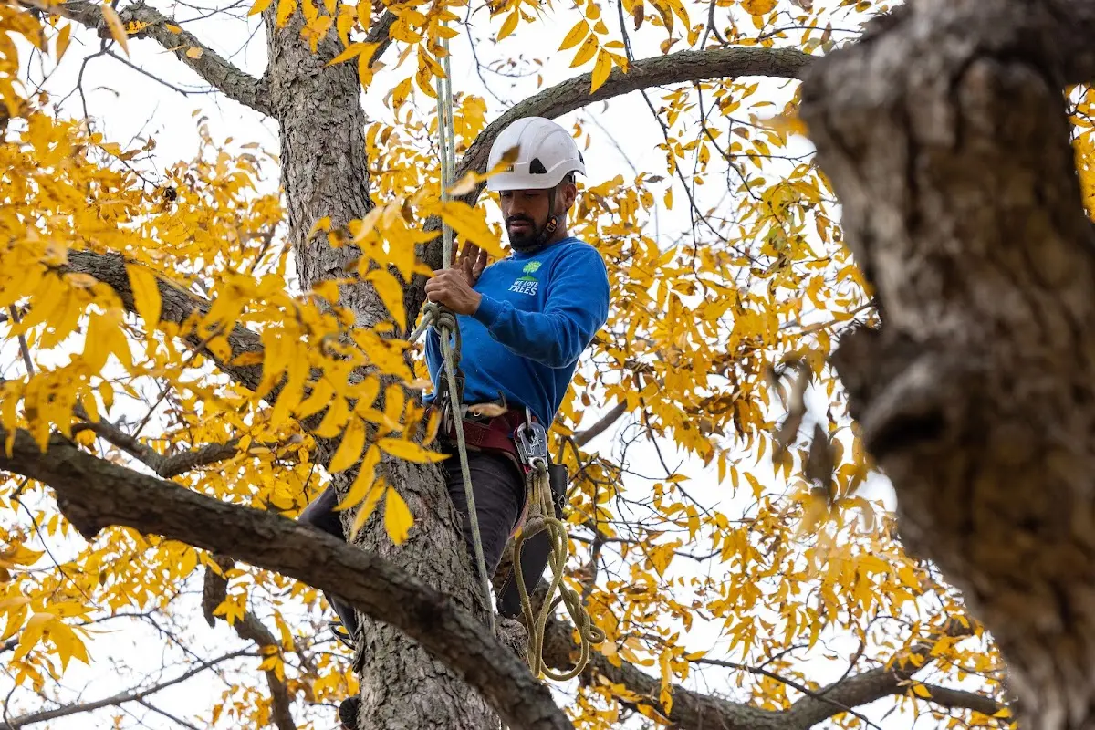Skilled Tree Transplanting crew working in Peach Bottom